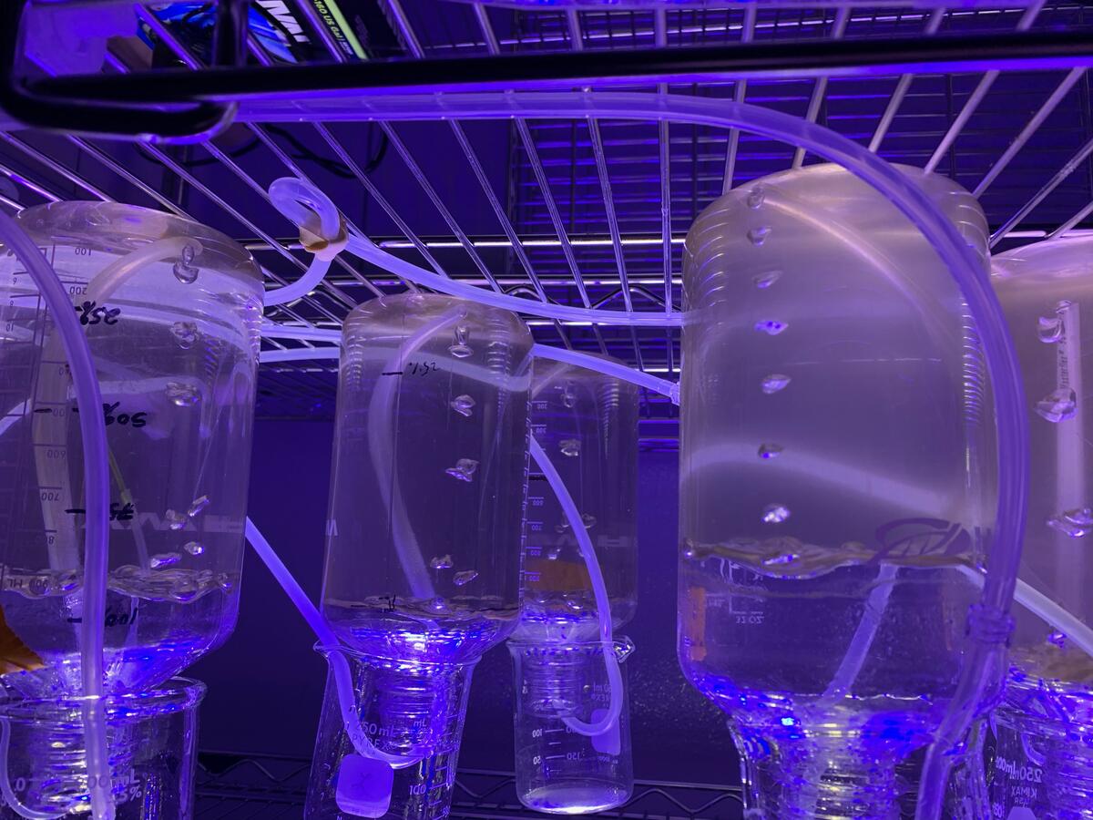 Phytoplankton cultures